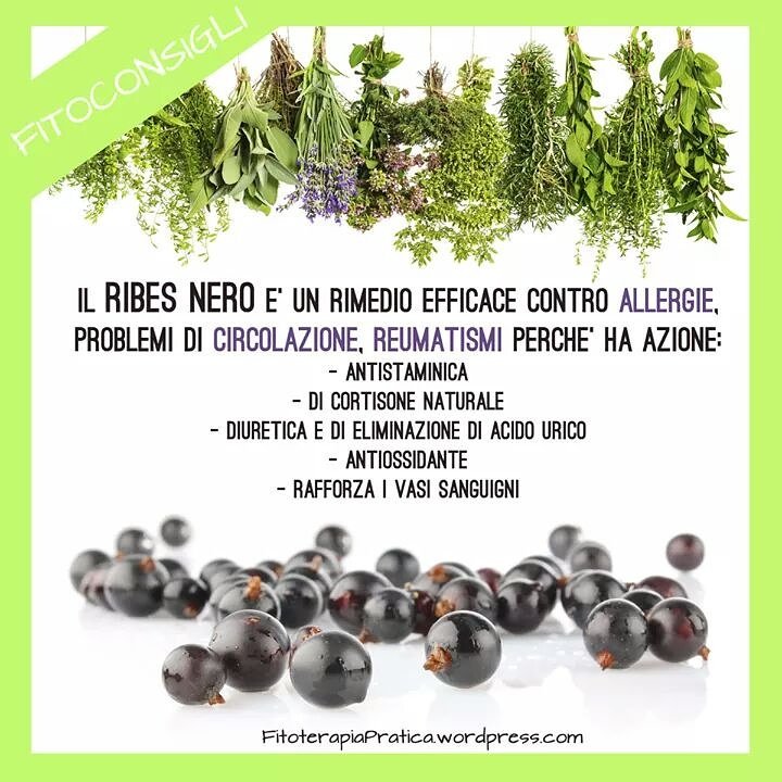FitoConsulente's tweet photo. #Salute #saluteebenessere #ribesnero #ribes #fitoterapia #rimedinaturali #bio #alimentazione https://t.co/p1ykaYvJjb