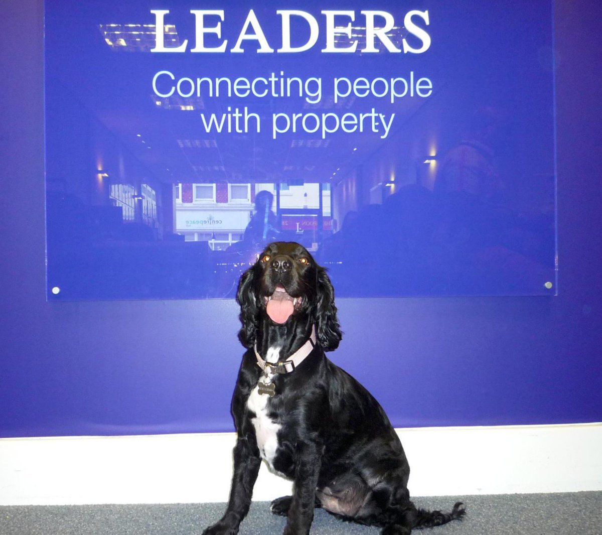 Take your dog to work day!! We had a visit from Jessica this morning #Gosport #Leaders