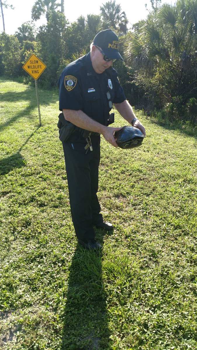 UPD Officer helps a turtle cross the roadway. #FGCU As the sign says Slow Wildlife Crossing. 🐢🛣️🚔