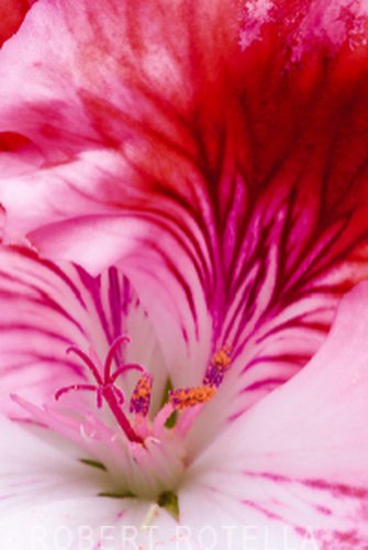 RotellaGallery's tweet photo. Commemorating National Pink Day, here is Robert Rotella's, "Unveiling." Limited edition fine art photograph. #rotellagallery #robertrotella https://t.co/R3UgoTqqIR