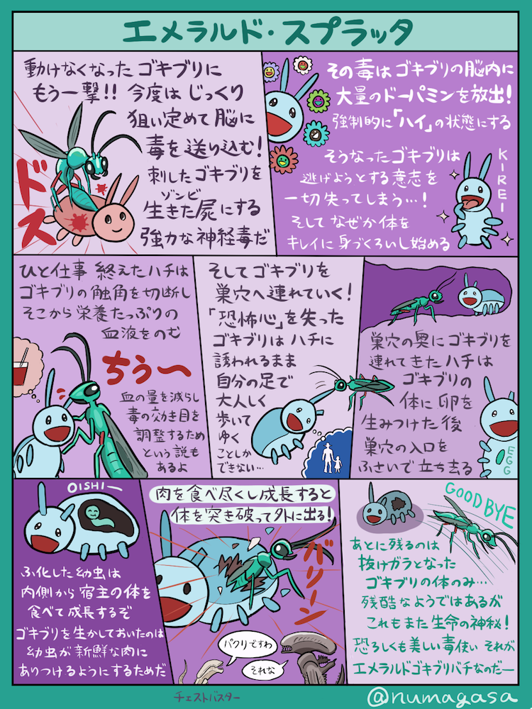美麗な姿と悪夢的な毒を併せ持つ「エメラルドゴキブリバチ」の図解です。虫ネタなので苦手な方はご注意を…(描写はマイルドにしてます)。「自分がゴキブリならこんな死に方だけはイヤだな…」と思いますが、人間に毒スプレーや毒団子やホイホイで殺されるよりは良いかもしれない…そんなことないか… https://t.co/yMgla1xr7r