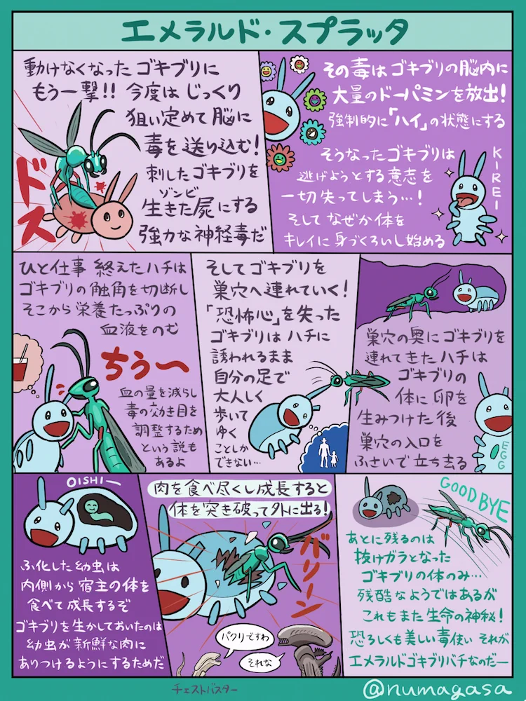 まさにホラー！！エメラルドゴキブリバチの狩りが怖い…