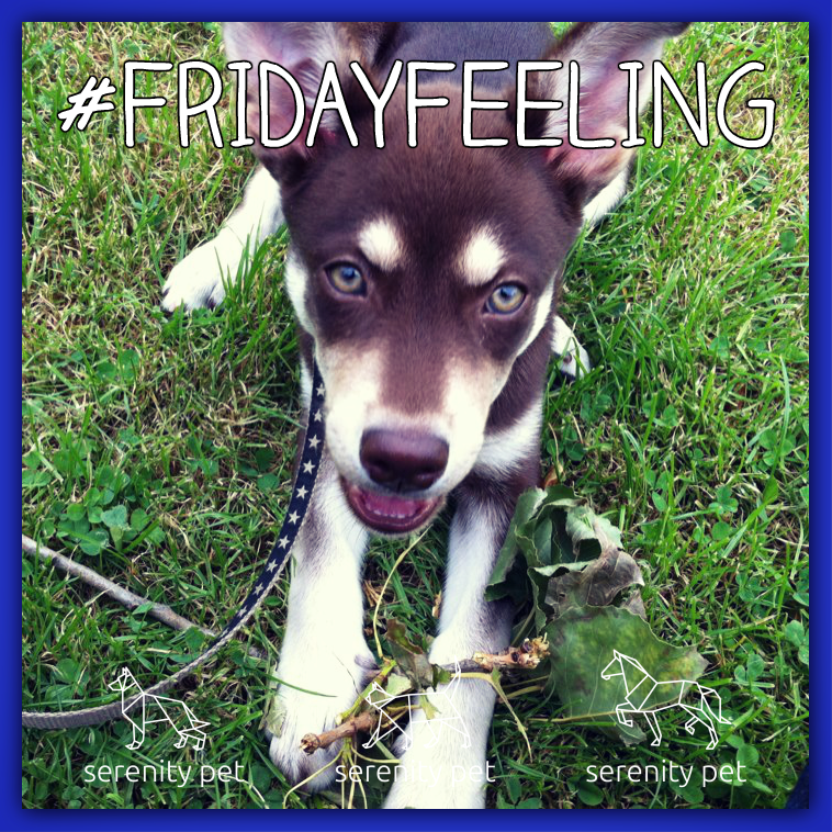 serenitypet's tweet photo. A very special #FridayFeeling today, featuring our very own Husky Lab Kara who turned 5 yesterday! Here she is a pup!

#HappyWeekend! https://t.co/TIFhI83Wpy