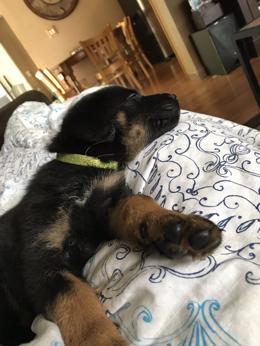 Francesca_145's tweet photo. Everyone say hi to my new baby Lila 💗 https://t.co/XkSRsTDQHh