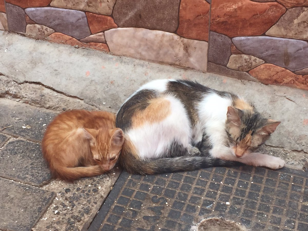 mathewgillings's tweet photo. #CatsOfMarrakech 🇲🇦 https://t.co/Mr2HBbYrwQ
