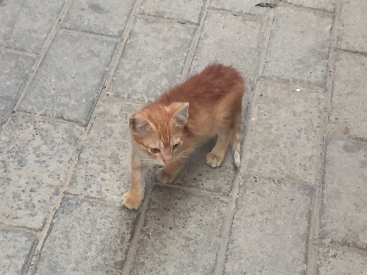 mathewgillings's tweet photo. #CatsOfMarrakech 🇲🇦 https://t.co/Mr2HBbYrwQ