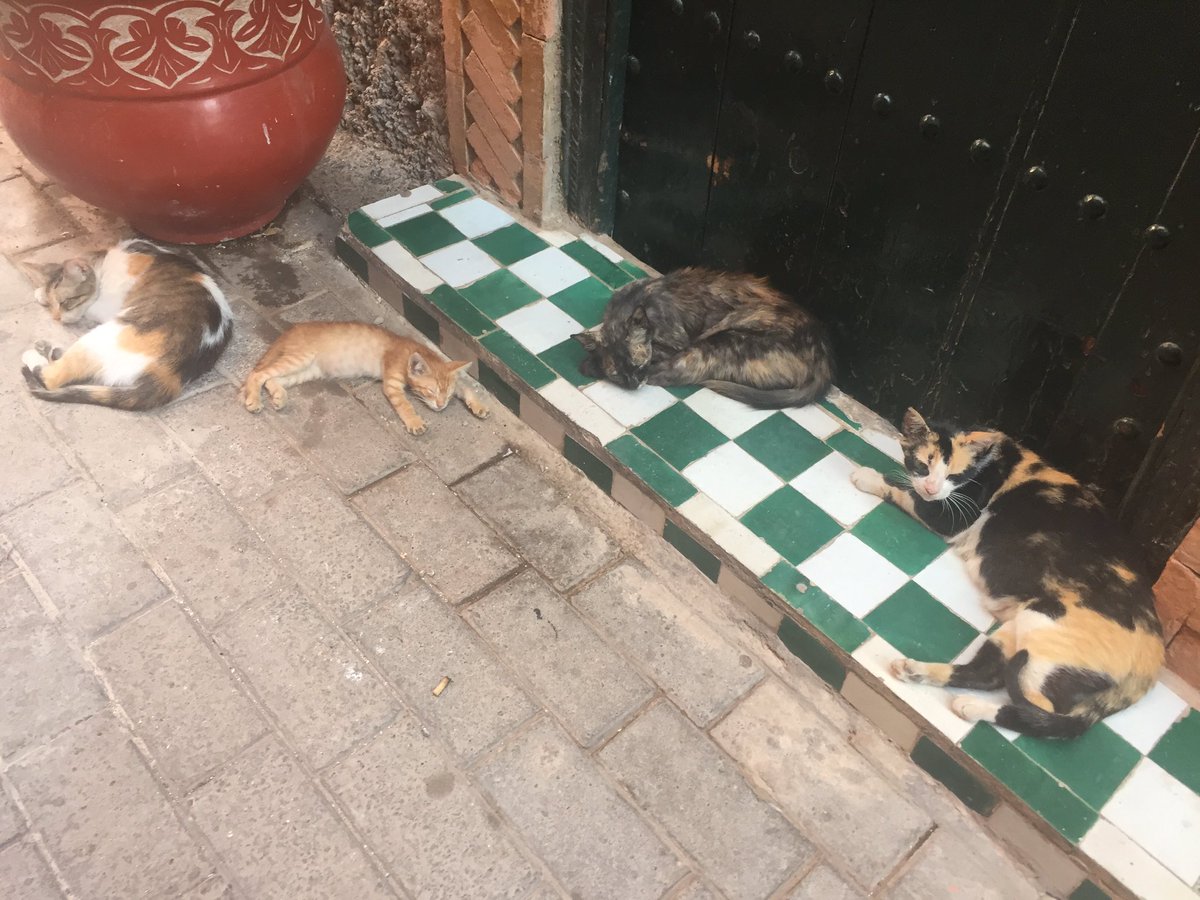 mathewgillings's tweet photo. #CatsOfMarrakech 🇲🇦 https://t.co/Mr2HBbYrwQ