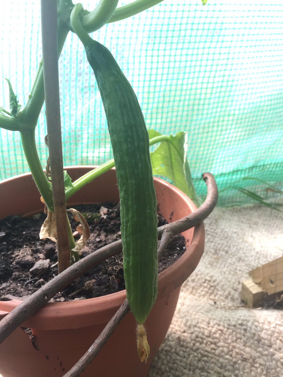 Ted's Homestead tweet media