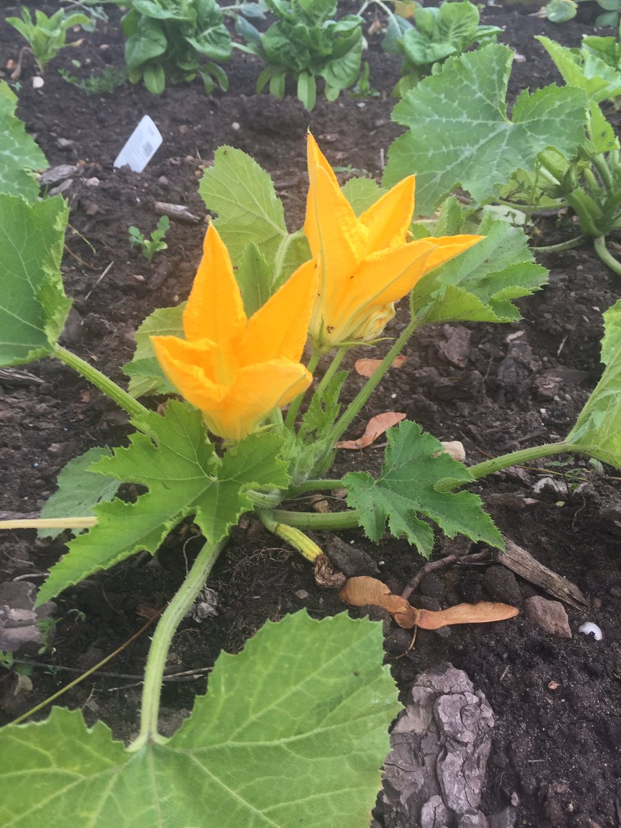 Ted's Homestead tweet media