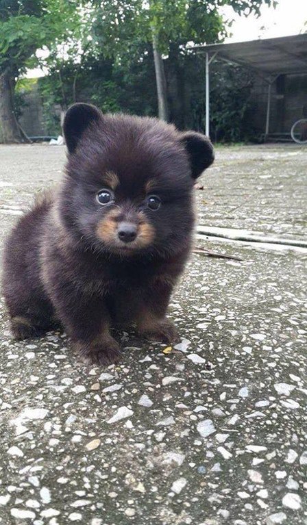 AwwCompilations's tweet photo. Fluffy face https://t.co/0DzyzZ4JXF