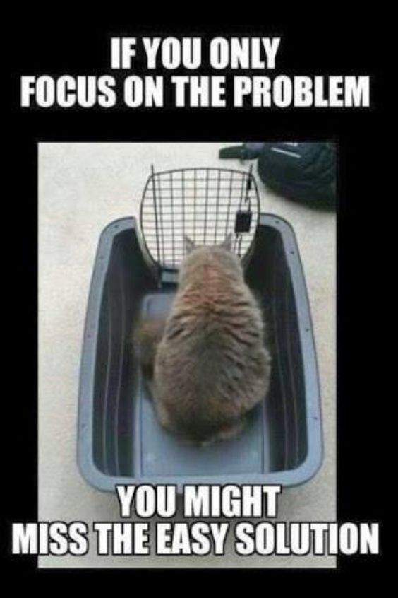 prairie717's tweet photo. Cats are really stupid. https://t.co/F0FGjb3gCi