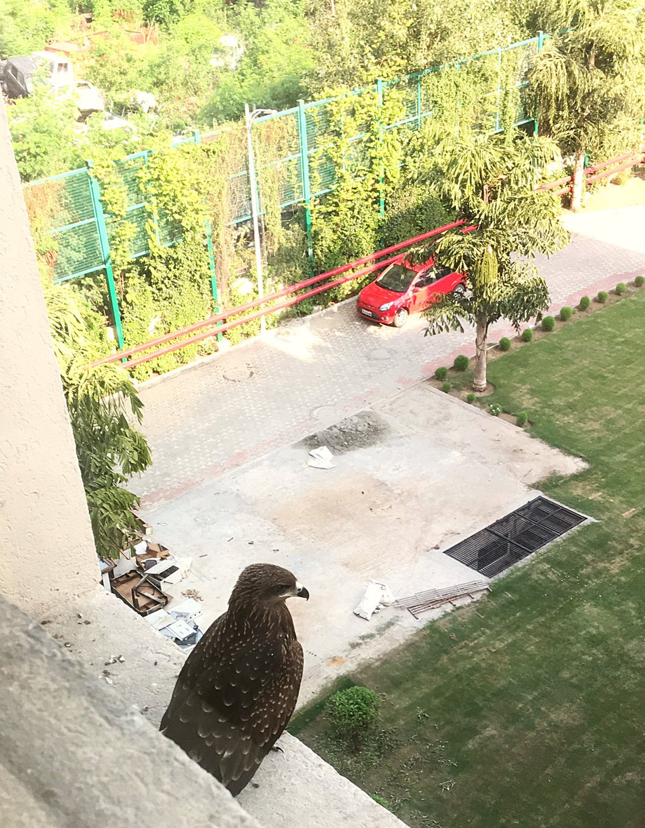 WhiteShadowsOff's tweet photo. Focus level : boss. 🦅
#mightyeagle #animalpanet 😜 #technoeagle #techno #focussed https://t.co/wi6fcBlJIr