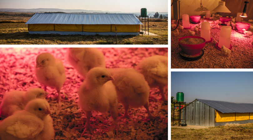 DifferentLifeSA's tweet photo. The Legae La Nnete poultry unit will help the farm become  more sustainable.  We went to take a look. #DifferentDonation https://t.co/r7GKqnReVy