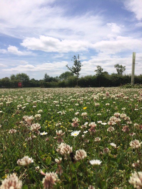 So much clover for those lovely Bumble Bees this year! <a href="/BellamyParks/">David Bellamy Pledge for Nature</a> 
#bumblebee #SaveTheBees