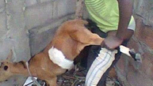 YEDECng's tweet photo. Father of six caught having sex with a goat. https://t.co/ZV3f0ATuul https://t.co/CGmaMozlY5