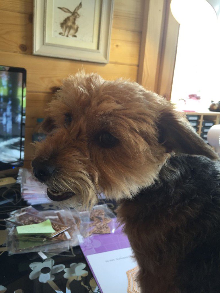 Christine_Emb's tweet photo. We are still negotiating her pay rate! #bellafame #teamspellbinders #NationalTakeYourDogToWorkDay #NeverStopMaking https://t.co/K3C6xXTIlW