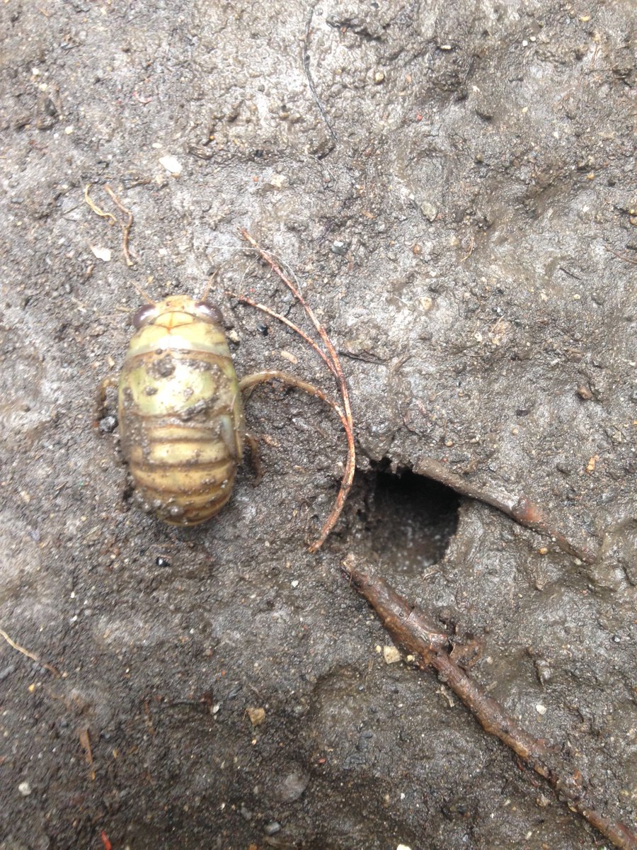 annavanbonn's tweet photo. @VanBonn @biobabbler It's starting!! First of season.  #cicada https://t.co/cAkTIJ9UhZ