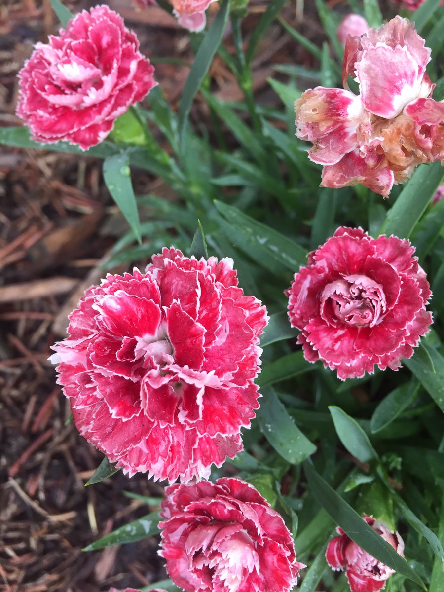 blocht574's tweet image. Blooms seen on our morning walk! #summerlearningfun #mschat #miched Day #3 #PureMichigan