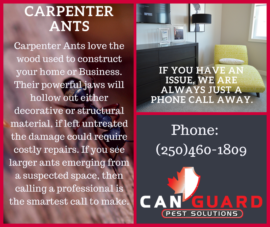 CanGuardPest's tweet photo. #PentictonBC #SouthOkanagan #PestControl #CanGuard #CarpenterAnts #Summer #wildlifecontrol
https://t.co/leyJ0bHjrh  Phone: (250)460-1809 https://t.co/VDfosnCkE0