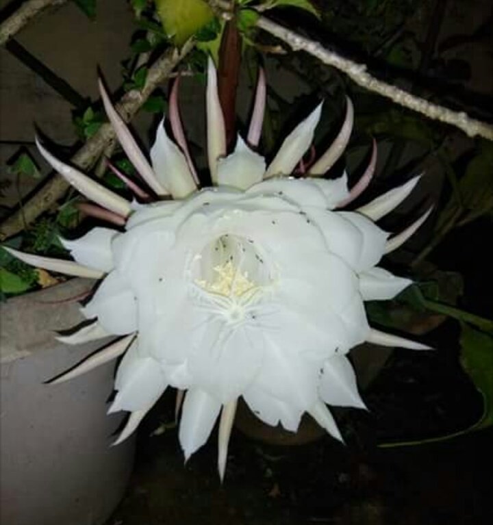 Odiapuo's tweet photo. Good Evening Friends 🙏
#WhichFlower? https://t.co/S3uzx8XRRW