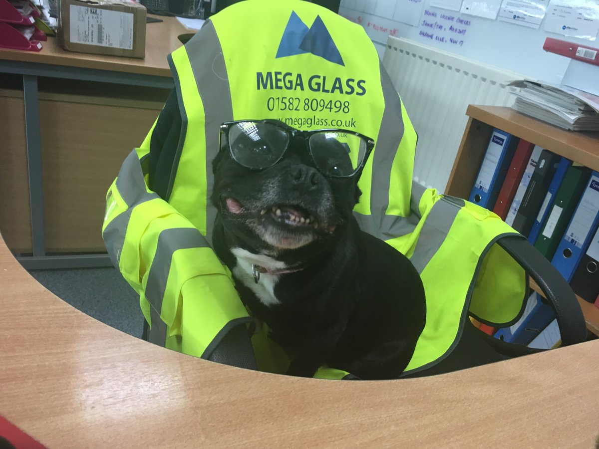 MegaGlassUk's tweet photo. Today is #BringYourDogToWorkDay .. so here's Frankie helping out at reception https://t.co/FSmNIWC0yJ