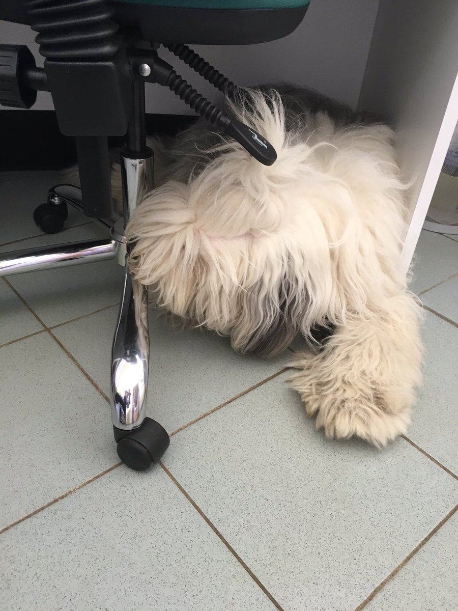 NewLodgeVets's tweet photo. #BringYourDogToWorkDay Margot works as a receptionist/greeter every day #oldenglishsheepdog #worksfortreats #vetsdog https://t.co/eN3u5mQrp3