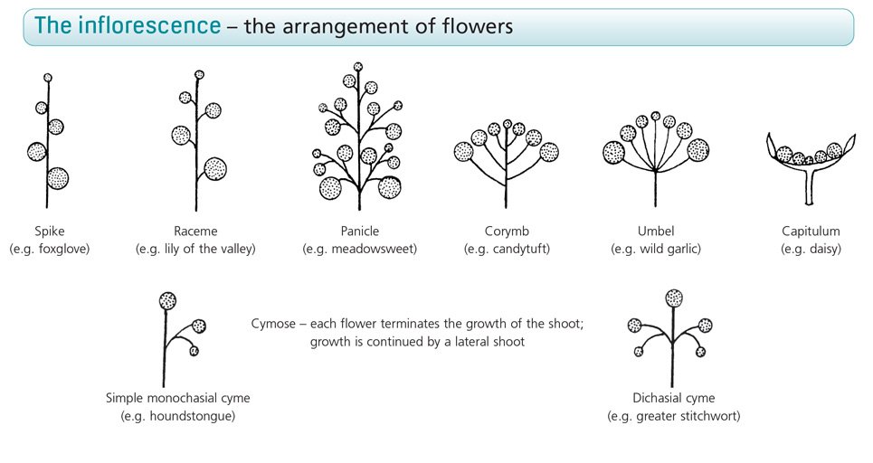cyme botany cyme botany