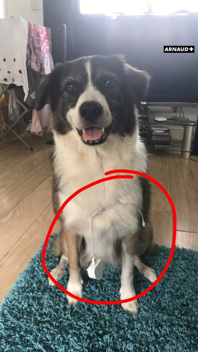 Arnaud_Nymes's tweet photo. Quand mon frère qui se trouvait en haut des escaliers m'a dit "amène moi le chargeur", je lui ai dit "appelle le chien" https://t.co/TVXlcq9Z4r