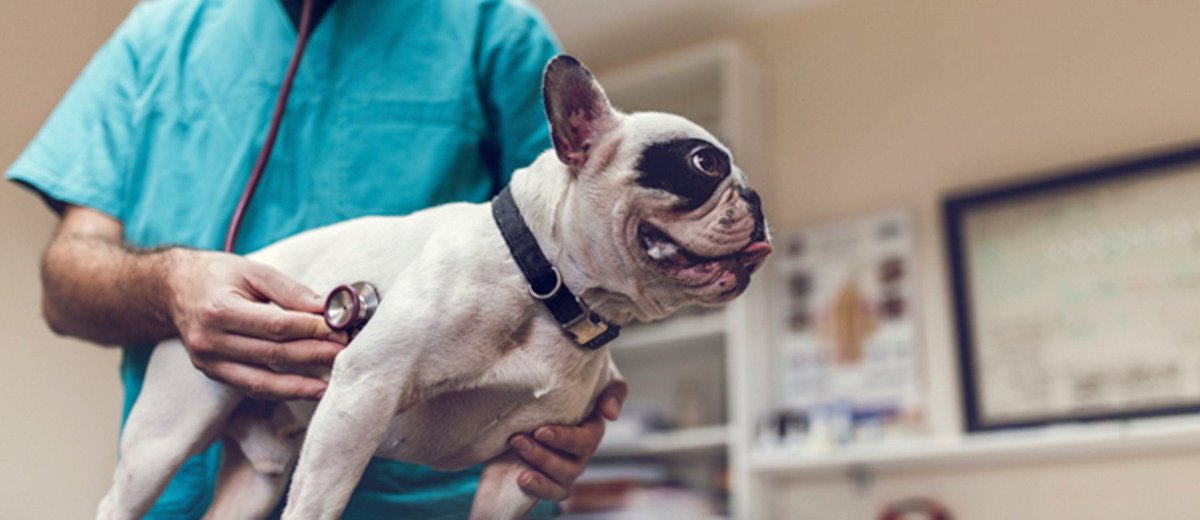 How to Choose the Best Vet for Your Pet bit.ly/2sJrnT7 #petcare