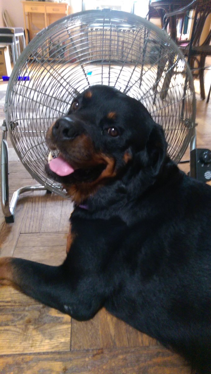 BigHeadSamson's tweet photo. I'm not moving until fall. #dogsoftwitter #hotpup #humid #hotinthecity #rottweiler https://t.co/Z77fqWcKcP