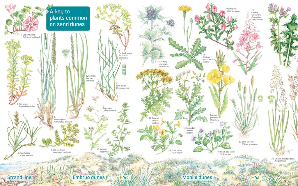 Grass Identification Chart