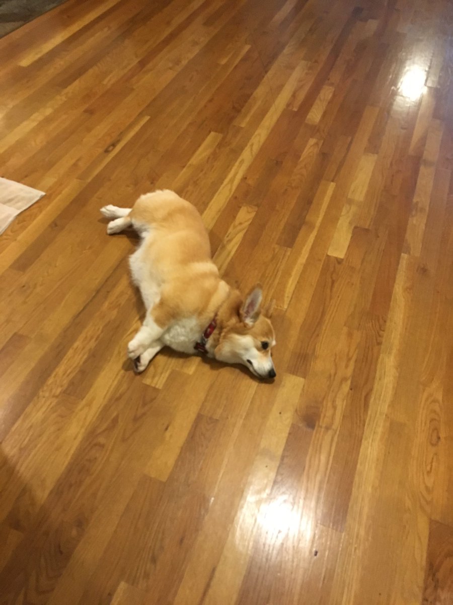 Meet my office welcome mat to my desk. Love my #corgi .