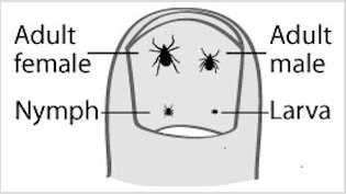 protectfully1's tweet photo. #camping #walking #playing #outdoors ? UK Tick numbers are on the rise. Check your family &amp; remove properly https://t.co/tB62sDVktA https://t.co/OlMRJDROhw
