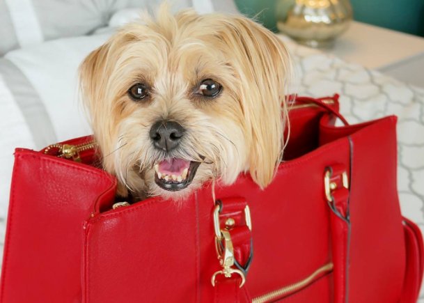 Target's tweet image. 😍 #BringYourDogToWorkDay

📷: @rambothepuppy