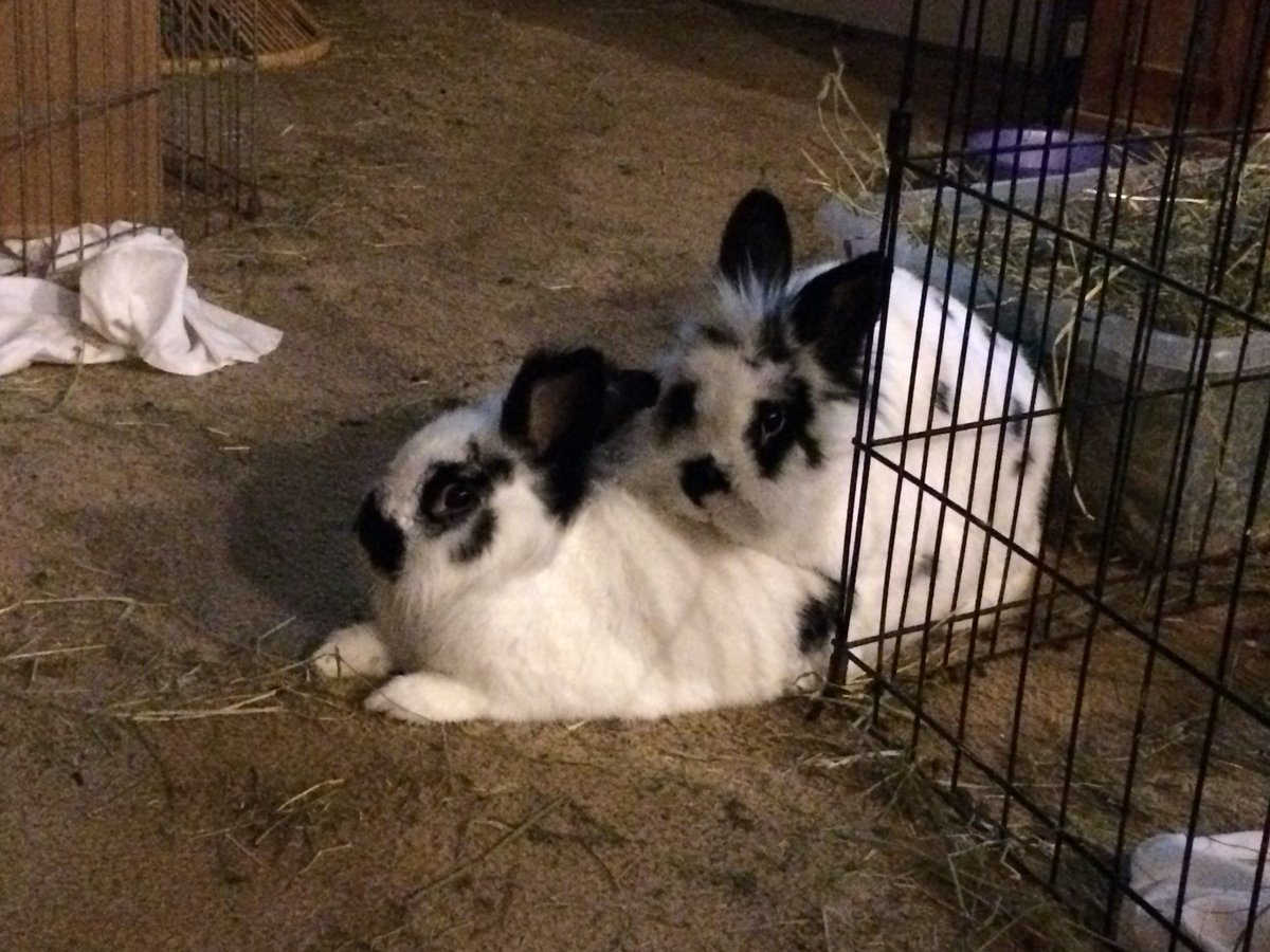 Precious ways Rabbit Sanctuary tweet media