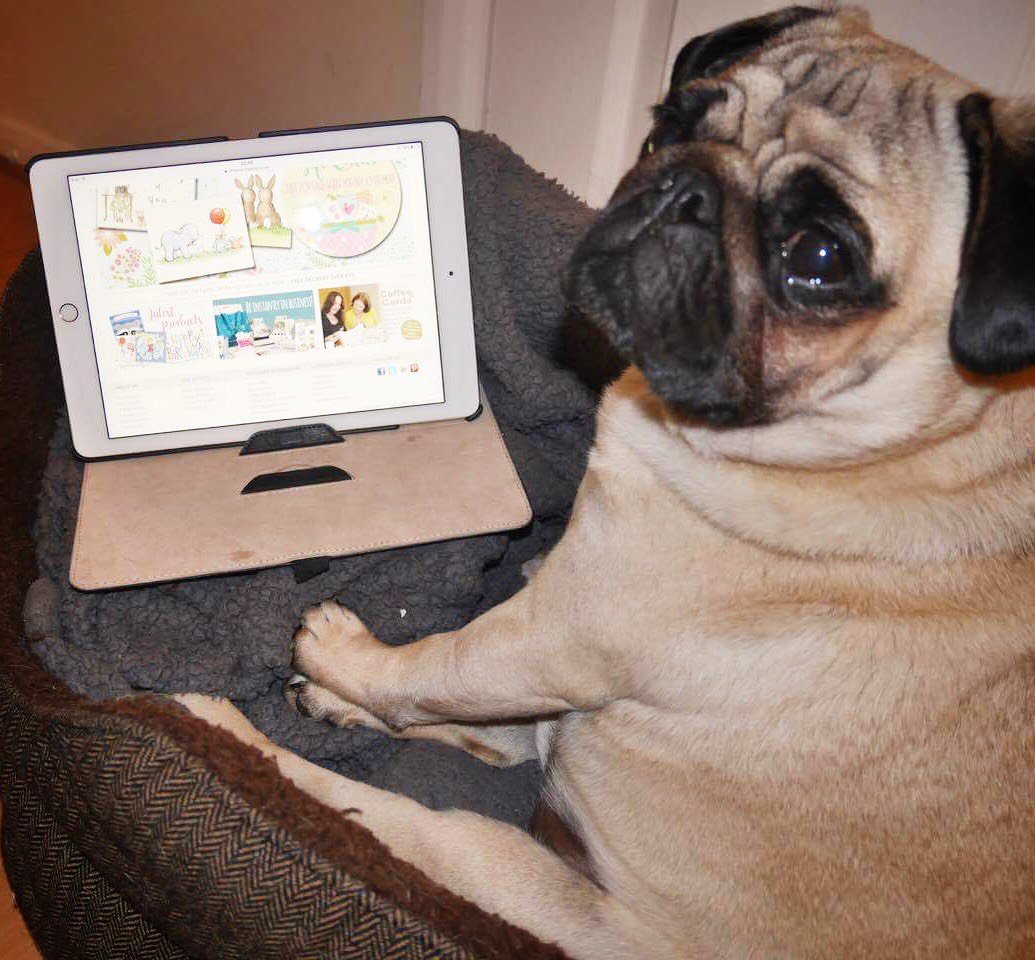 Did you know that today is #BringYourDogToWorkDay ?! Here’s Jordy the pug checking out the puppy cards on our website. How cute! #Dog #pug