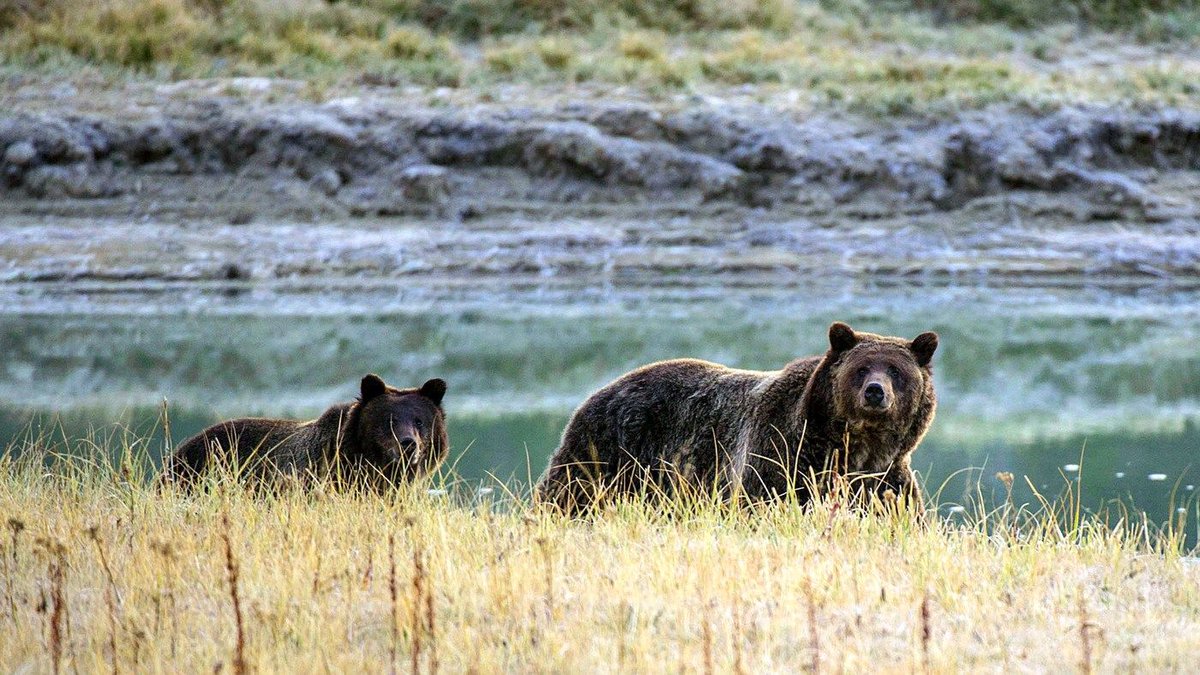 Cynthiapoet's tweet image. After 42 Years, Yellowstone Grizzly Will Be Taken Off Endangered Species List n.pr/2sGNJoc #animals #nature