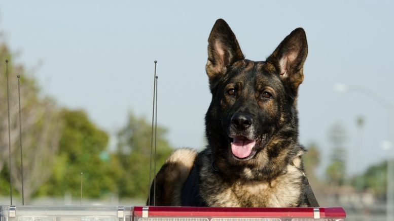 401kspecmag's tweet photo. Well-deserved, we'd say. ‘Police Dogs To Get Defined Benefit Plans’ https://t.co/O48hPbMm5f #401k #dogs #doggos #bringyourdogtoworkday https://t.co/mrxqv5fY9o