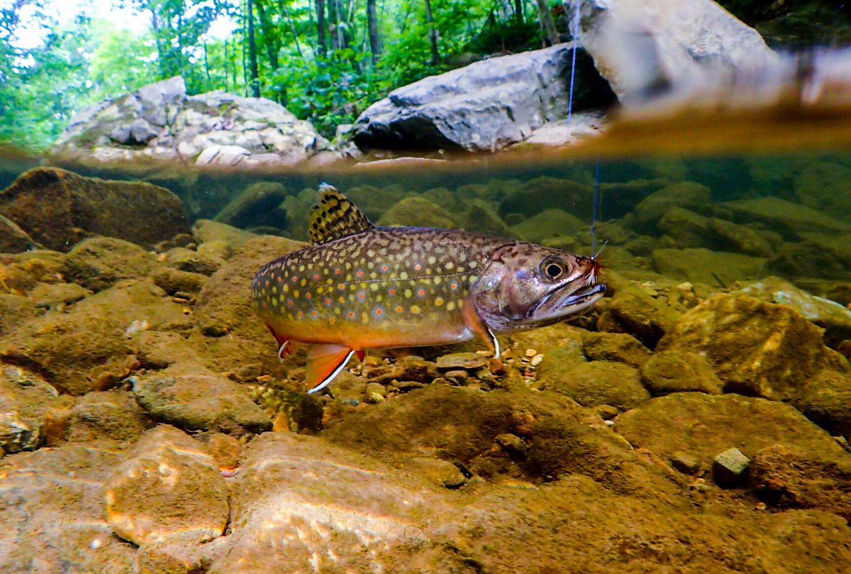Gorgeous photo of a Blue Ridge brookie from reader Eric Harvey.