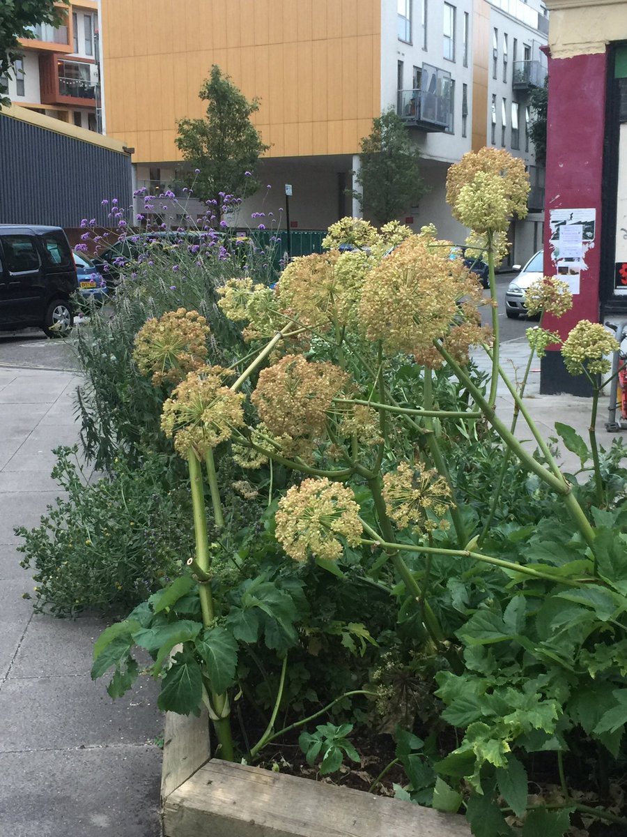 #pullens planters at dusk