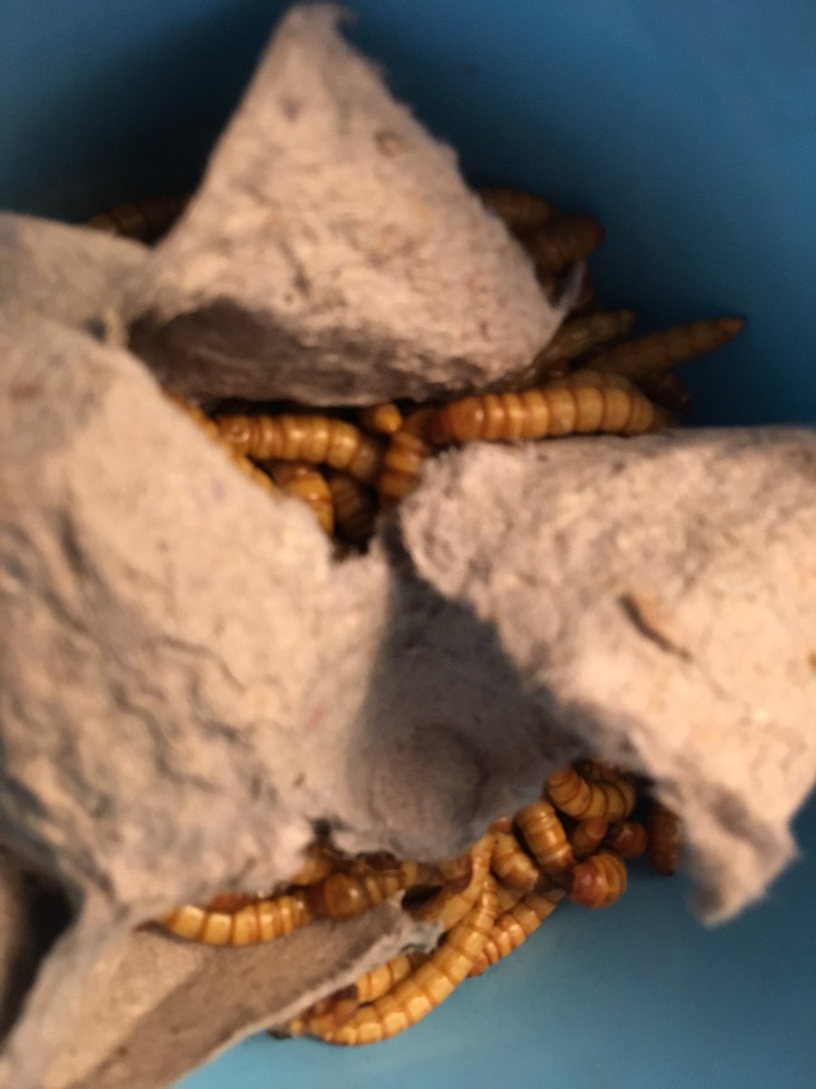 mikefrmrsvle's tweet photo. Mealworms really are too substantial to be considered just a side dish. #f #liveworms #inspirational https://t.co/uj1NSVQlTN