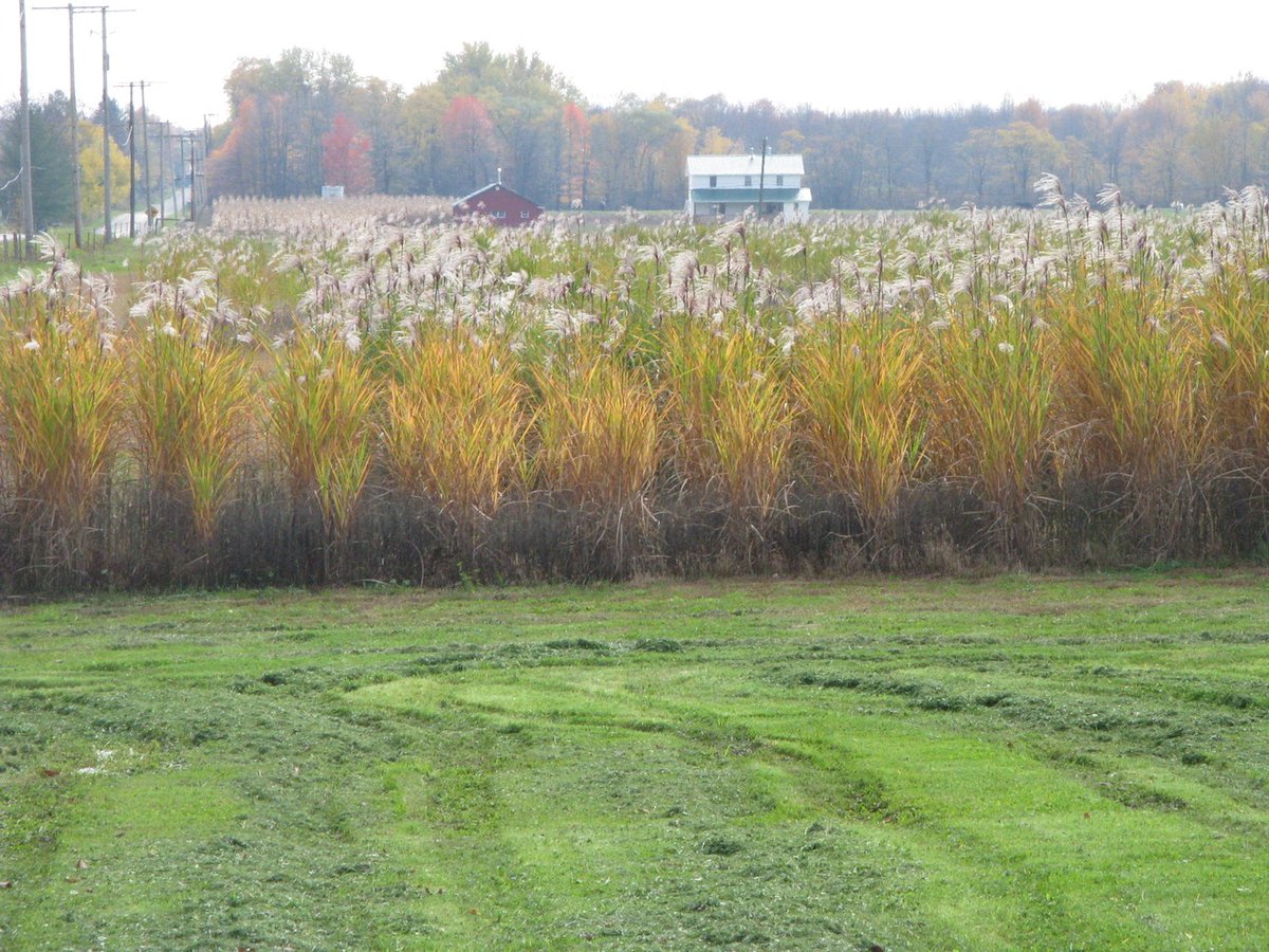 AgEnergy's tweet image. Can you guess the age of this miscanthus crop? #biomass #bioenergy