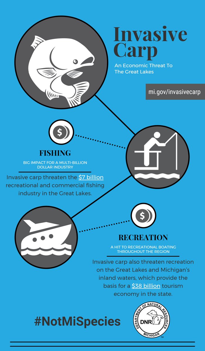 MichiganDNR's tweet photo. A live Asian carp (silver carp) was found only 9 mi. from Lake Michigan. The economic threat invasive carp pose is very real. #NotMiSpecies https://t.co/mlm5VRTTUk
