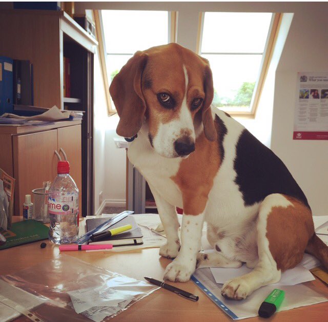 Beagle paperweight 😂🐶❤️ #BringYourDogToWorkDay #officedog #dogsatwork #dogsonthego @RuffWear_UK <a href="/ruffwear/">Ruffwear</a>