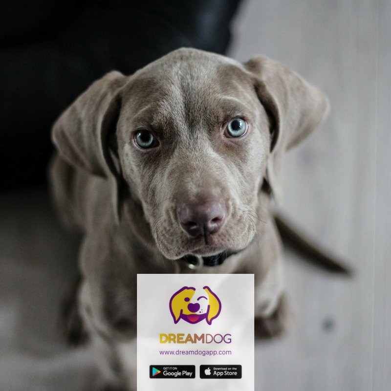DreamDogApp's tweet photo. Look at me! I am your #DreamDog. #Adoptdontshop me at
https://t.co/wYJO9p76uO #Learn about me in the newbie #knowledgebook #thankfulthursday https://t.co/63tGXRWMuT