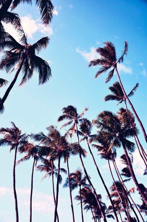 LACUREOFFICINE's tweet photo. Have a nice weekend 🌴✨ https://t.co/tFO7lJfpq9