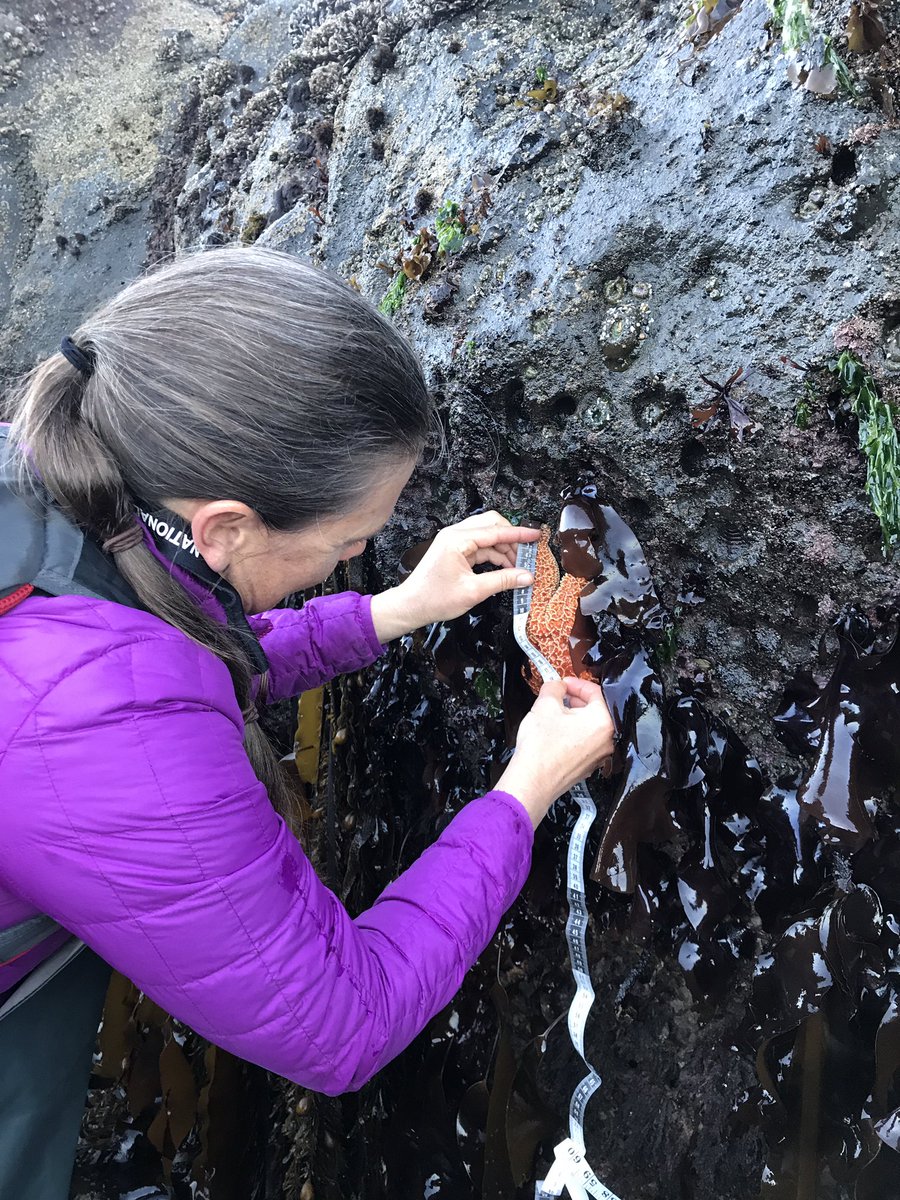 #seastars looking healthy @ #cascadehead #MarineReserve 10 surveys. 0 wasted. #fieldwork #monitoring #lowtide #dawnpatrol