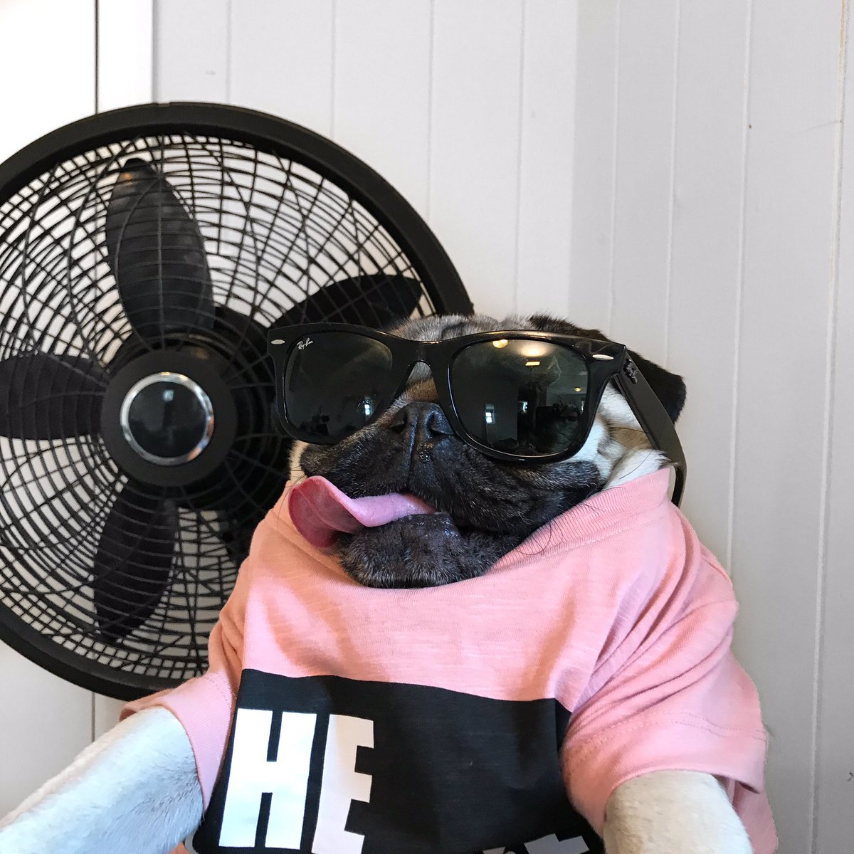 itsdougthepug's tweet photo. Chillin' with my biggest fan https://t.co/bsDZv2YguV