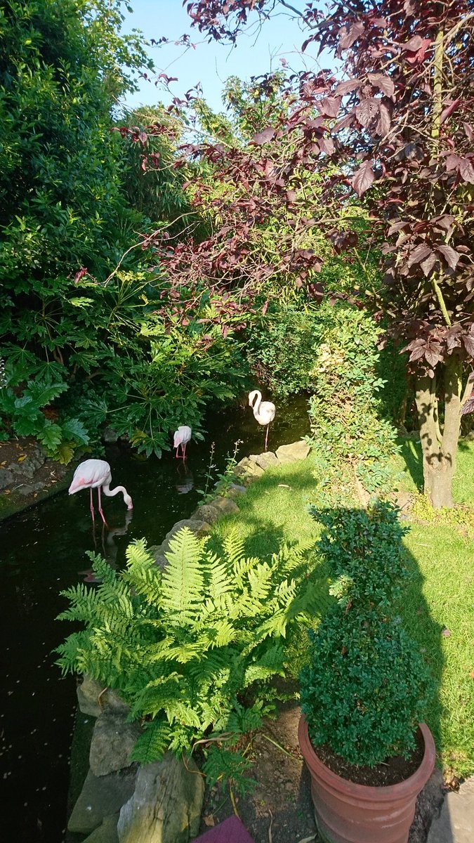 LucyGarden's tweet photo. Just found out that it's #nationalflamingoday so a great excuse to repost this #OGSW17 @TheRoofGardens @PilarMedranoD @VirginLimitedEd https://t.co/4UV7qIsCg1