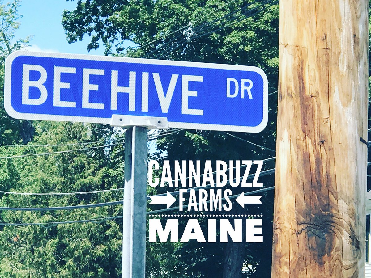 CannaBuzzFarms's tweet photo. Our street in Maine! #CannaBuzzMaine #CannaBuzzFarms https://t.co/kZjeNPI9CY